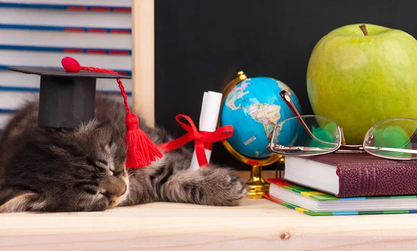 Petit Chaton Fatigué Avec Accessoires Scolaires Attend Les Vacances — Photo