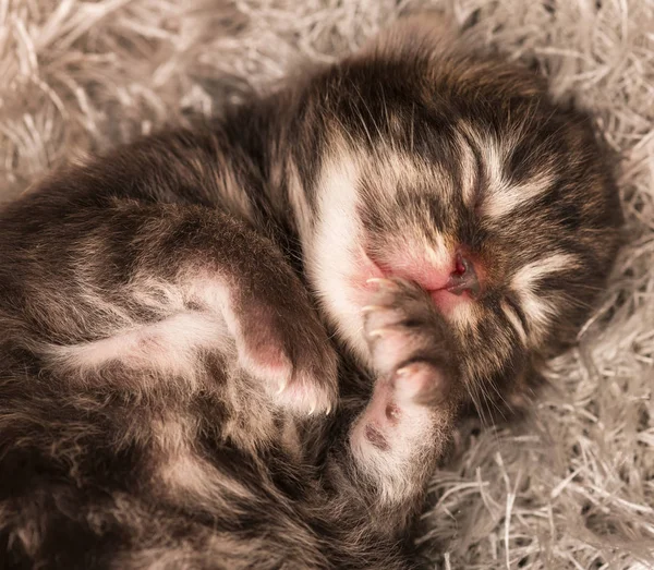 Gatito Siberiano Recién Nacido Dormido Jersey Gris Punto Cálido Cerca —  Fotos de Stock