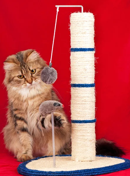 Volwassen Siberische Kat Met Krabben Post Rode Achtergrond — Stockfoto