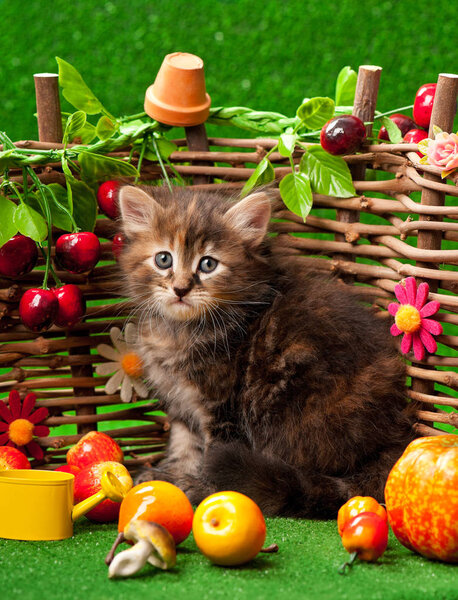 Cute little kitten near decorative wattle fence over the bright grass background