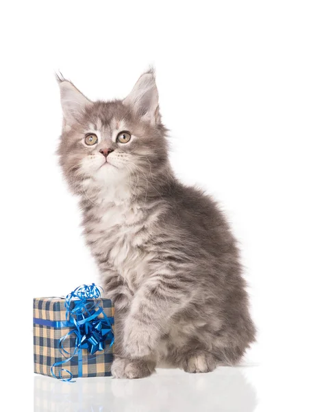 ギフト ボックスの白い背景の上分離とふわふわのメインクーン子猫 — ストック写真