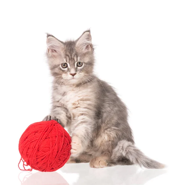 Maine Coon Gatinho Com Brinquedo Bola Fio Isolado Sobre Fundo — Fotografia de Stock