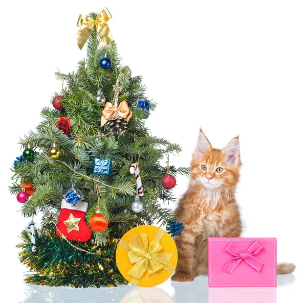 Fluffy Maine Coon Kitten New Year Spruce Isolated White Background — Stock Photo, Image