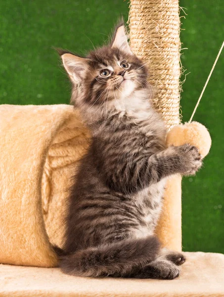 Maine Coon Kitten Scratching Stone Groen Gras Achtergrond — Stockfoto