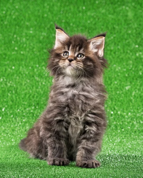 Lindo Maine Coon Gatito Sobre Verde Hierba Fondo —  Fotos de Stock