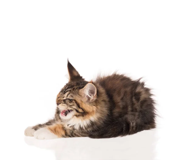 Flauschige Maine Coon Kätzchen Isoliert Über Weißem Hintergrund — Stockfoto