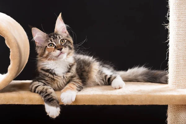 Maine Coon Kitten Scratching Stone Black Background — Stock Photo, Image
