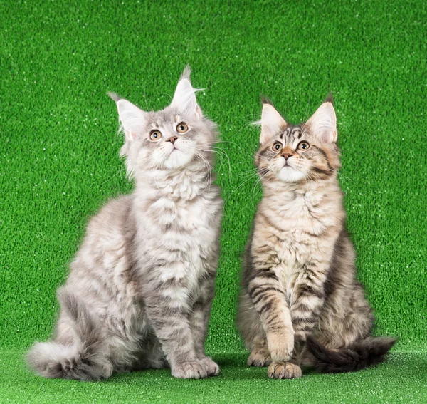 Śliczne Kocięta Maine Coon Nad Zielona Trawa Tło — Zdjęcie stockowe