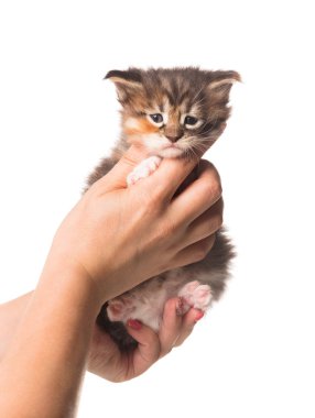 Beyaz arka planda yalıtılmış dişi eldeki tüylü Maine Rakunu kedi yavrusu