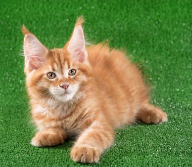 Yeşil çim arka plan üzerinde şirin Maine Coon yavru kedi