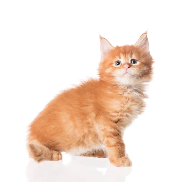 Flauschige Maine Coon Kätzchen Isoliert Über Weißem Hintergrund — Stockfoto