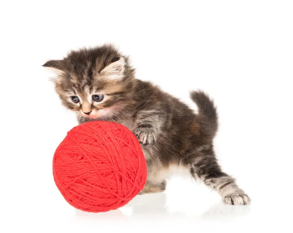 Carino Piccolo Gattino Con Palla Filo Isolato Sfondo Bianco — Foto Stock