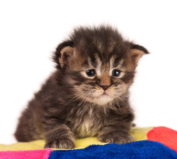 Pluizig Maine Coon Kitten Het Kussen Geïsoleerd Witte Achtergrond — Stockfoto