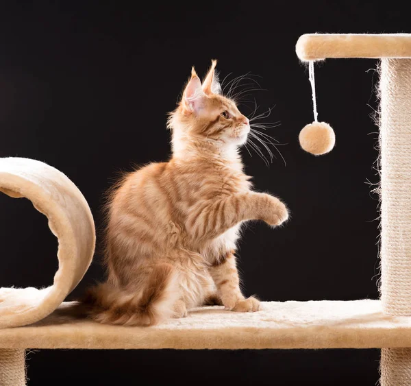 Siyah arka plandaki tırmalama taşının üzerindeki Maine Rakun kedisi.