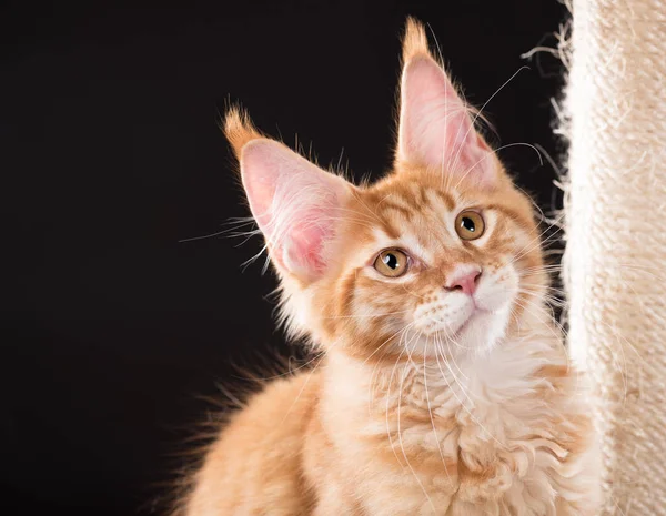 Maine Coon Gatito Rasguño Piedra Sobre Fondo Negro —  Fotos de Stock