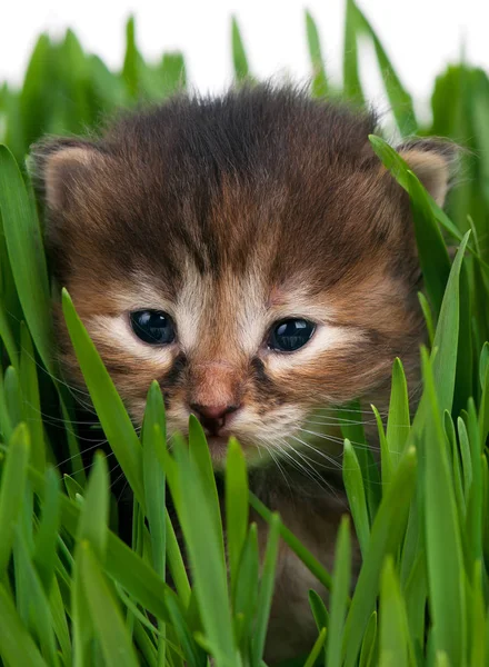 白地に明るい緑の草にかわいい子猫 — ストック写真