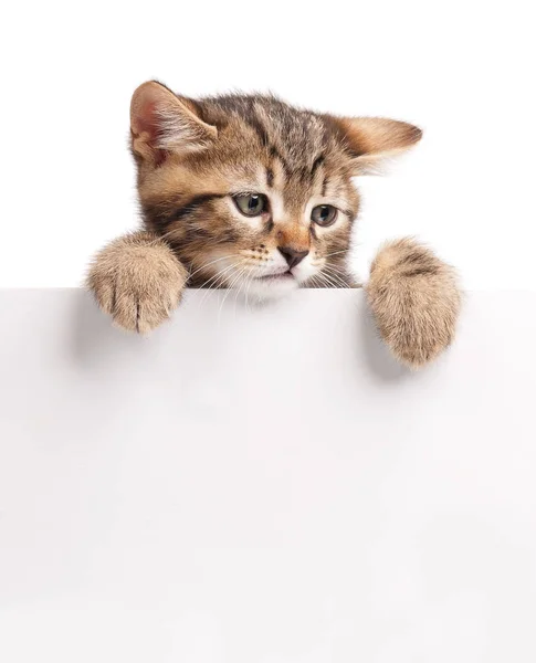 可爱的西伯利亚小猫与空空白广告牌在白色的背景 — 图库照片