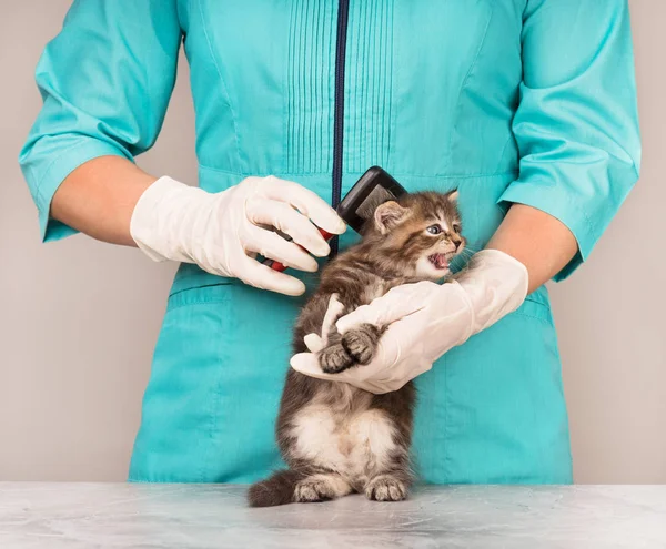 귀여운 고양이 클로즈업에서 조사에 — 스톡 사진