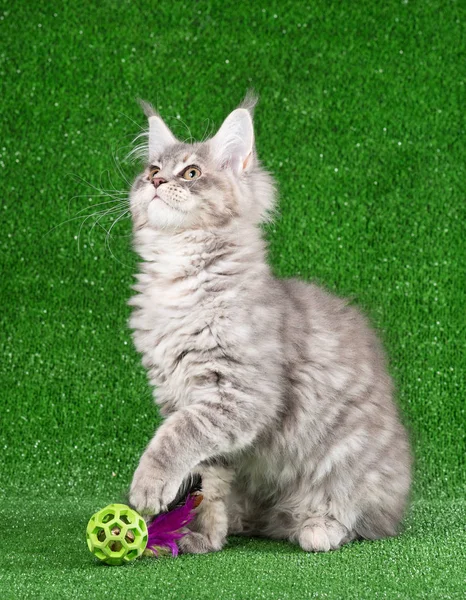 Maine Coon Gatito Con Juguete Bola Sobre Verde Hierba Fondo —  Fotos de Stock