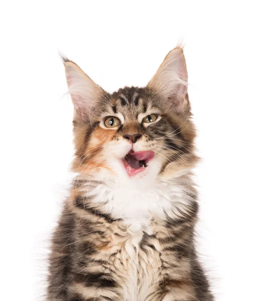 Fluffy Maine Coon Kitten Isolated White Background — Stock Photo, Image