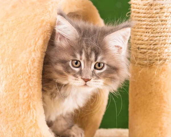 Maine Rakunu Yeşil Çimlerin Üzerindeki Tırmalama Taşının Üzerinde Kedi Yavrusu — Stok fotoğraf