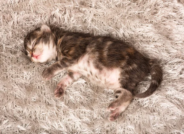 Schlafendes Neugeborenes Sibirisches Kätzchen Auf Einem Warm Gestrickten Grauen Pullover — Stockfoto