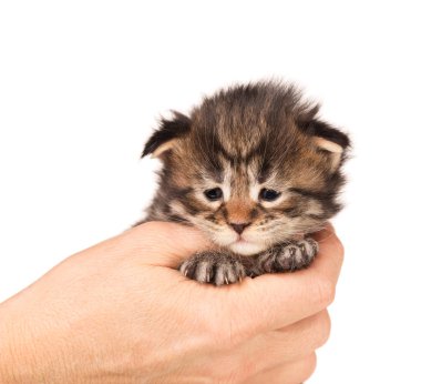 Beyaz arka planda yalıtılmış dişi eldeki tüylü Maine Rakunu kedi yavrusu