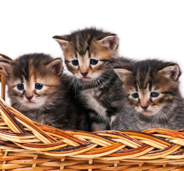 Gatinhos Siberianos Bonitos Uma Cesta Vime Sobre Fundo Branco — Fotografia de Stock