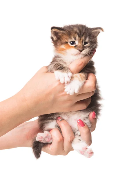 Fluffy Maine Coon Gatinho Mão Feminina Isolado Sobre Fundo Branco — Fotografia de Stock