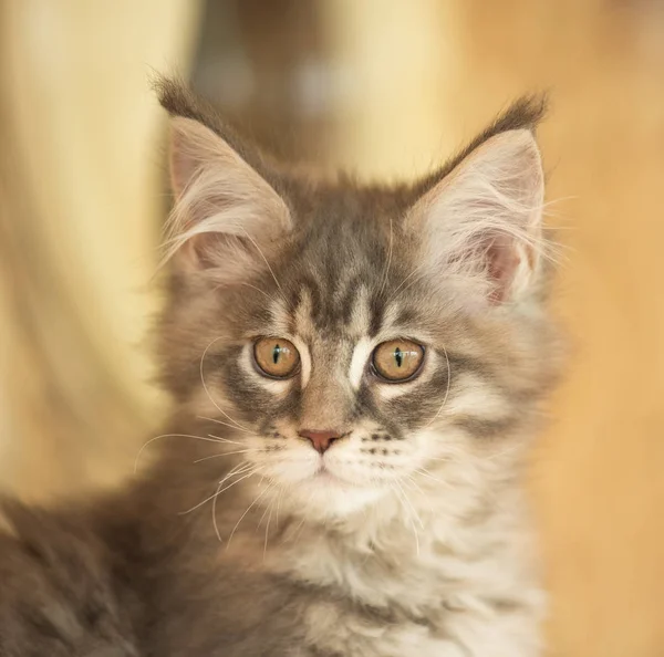Schattig Maine Coon Kitten Stomp Openlucht Kooi — Stockfoto