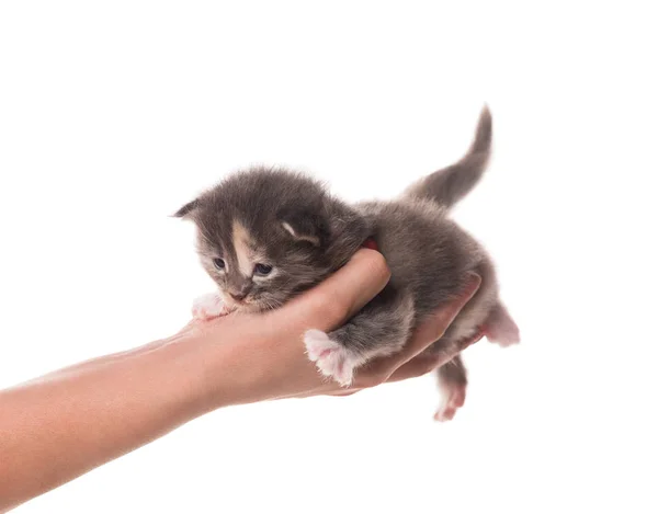 Fluffy Maine Coon Gatito Mano Femenina Aislado Sobre Fondo Blanco — Foto de Stock