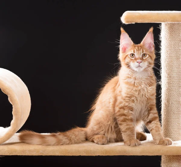 Siyah arka plandaki tırmalama taşının üzerindeki Maine Rakun kedisi.