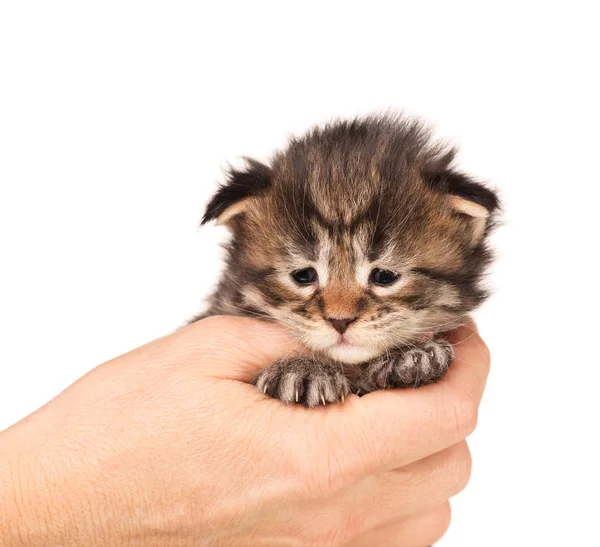 Beyaz arka planda yalıtılmış dişi eldeki tüylü Maine Rakunu kedi yavrusu