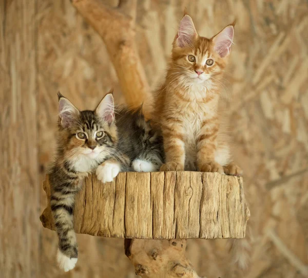 Maine Rakun Kedileri