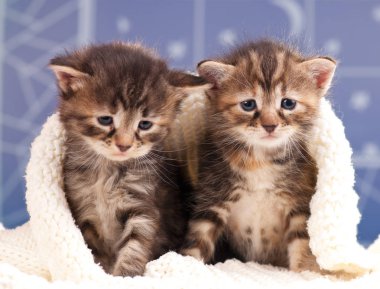 Şirin newborn yavru kedi sıcak örme kazak yakın çekim