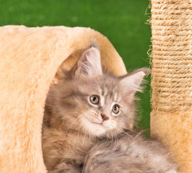 Maine Rakunu, yeşil çimlerin üzerindeki tırmalama taşının üzerinde kedi yavrusu.