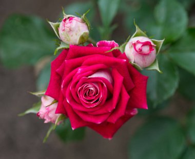 Taze kırmızı gül yaprakları ile yeşil arka plan üzerinde