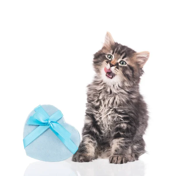 Lindo Gatito Esponjoso Con Caja Regalo Aislado Sobre Fondo Blanco — Foto de Stock