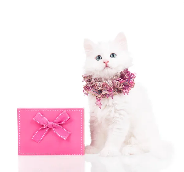 Roztomilý Nadýchané Kotě Krabičky Izolovaných Bílém Pozadí — Stock fotografie