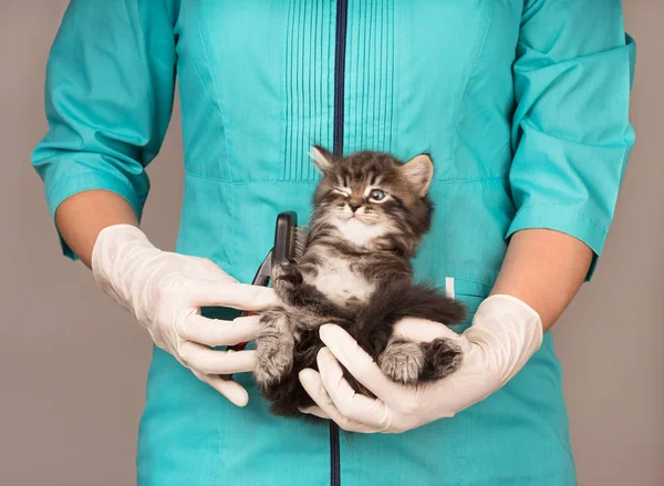 Veterinär Undersökning Söta Lilla Kattunge Över Grå Bakgrund — Stockfoto