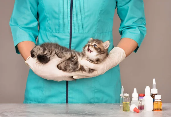 灰色背景下可爱小猫的兽医调查 — 图库照片