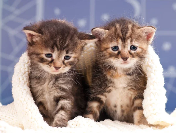 Cute Newborn Kittens Warm Knitted Sweater Close — Stock Photo, Image