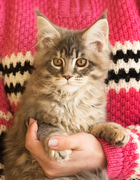 Fluffy Maine Coon Kattunge Den Kvinnliga Handen Isolerad Över Vit — Stockfoto