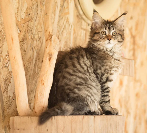Cute Maine Coon Kotek Kikucie Klatce Świeżym Powietrzu — Zdjęcie stockowe