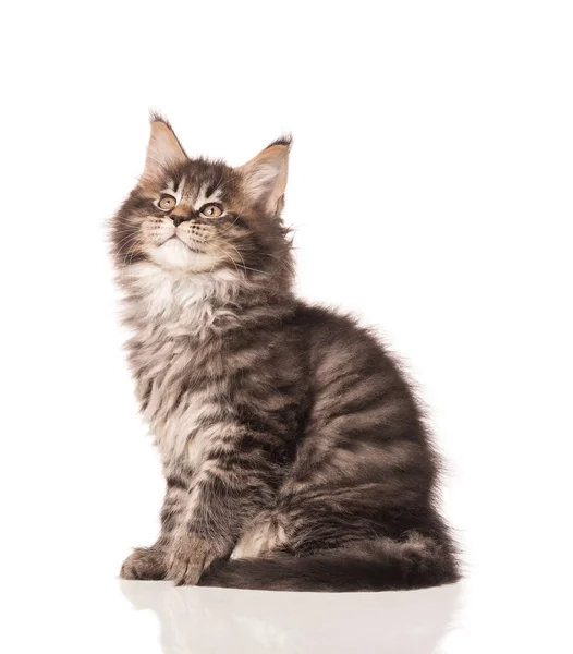 Flauschige Maine Coon Kätzchen Isoliert Über Weißem Hintergrund — Stockfoto