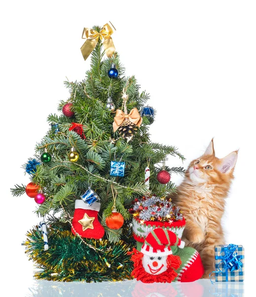 Pluizig Maine Coon Kitten Met Nieuwjaar Spar Geïsoleerd Witte Achtergrond — Stockfoto
