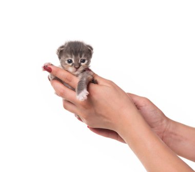 Beyaz arka plan üzerinde izole kadın yandan kabarık yeni doğmuş Maine Coon yavru