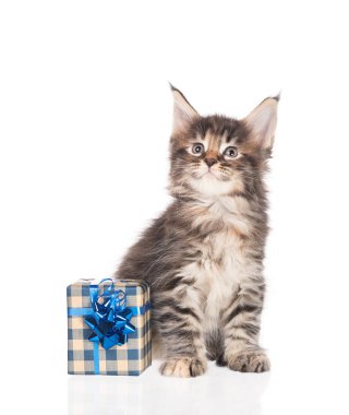 Beyaz arka plan üzerinde izole bir hediye kutusu ile kabarık Maine Coon yavru kedi