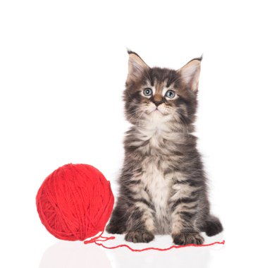 Beyaz arka plan üzerinde izole iplik top oyuncak ile Maine Coon yavru kedi