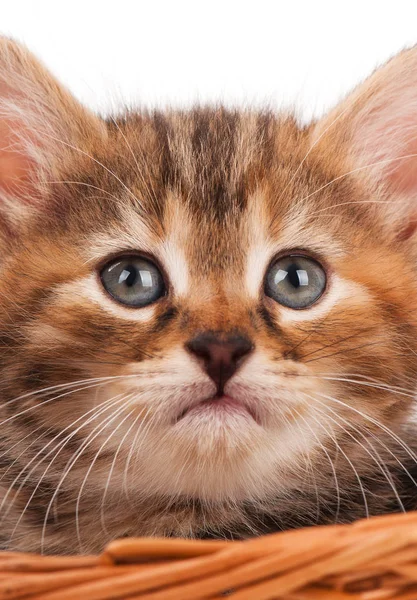 Retrato Lindo Gatito Siberiano Una Canasta Mimbre Sobre Fondo Blanco — Foto de Stock